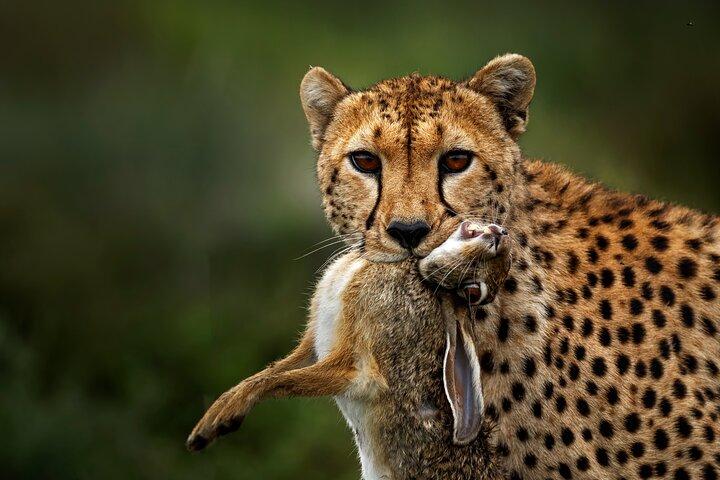 6 Days Serengeti Big Five Mid-Range Lodge Safari in Tanzania