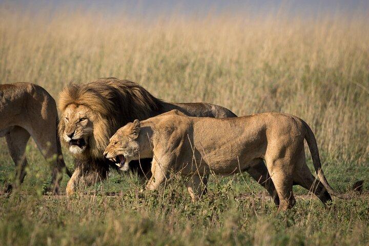 6 Days Serengeti Big Five Mid-Range Lodge Safari in Tanzania