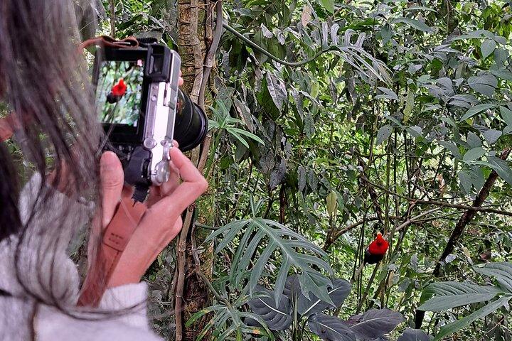 Cock of the Rock Birdwatching in Jardin with Professional Guide