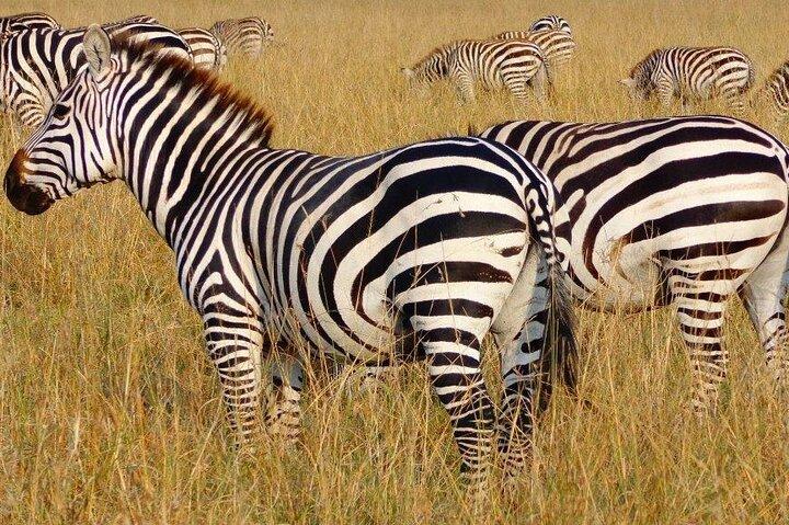 Private Lake Naivasha & Hell’s Gate Day Safari
