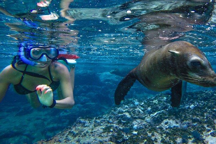 Espíritu Santo Island: snorkel SEA LIONS and Balandra Small Group