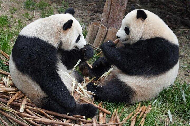 Dujiangyan or Wolong Panda Sanctuary day tour option panda keeper