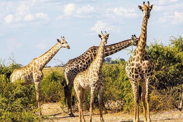 Exclusive Game Drive & White Rhino Safari in Livingstone Zambia