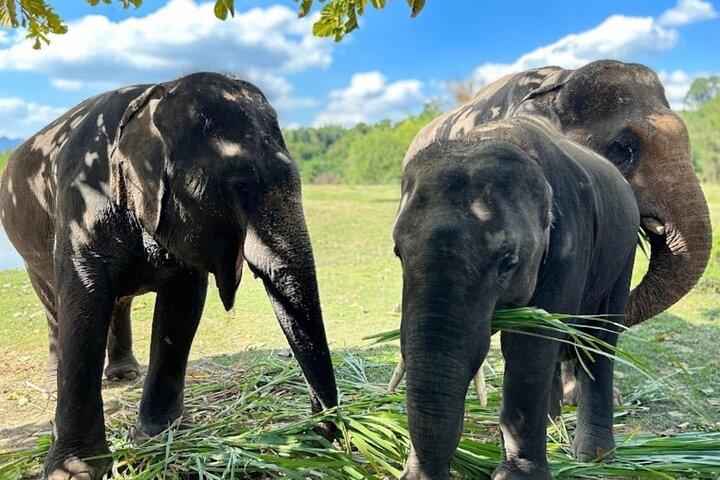 Erawan Waterfall and Elephant care from Bangkok -Private Tour