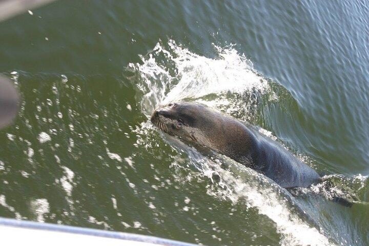 Marine Dune Day: Catamaran Cruise and Sandwich Harbor Dune Drive