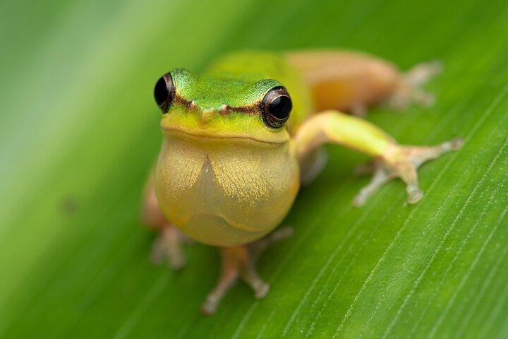 Cairns: Night Wildlife Walk in the Botanic Gardens