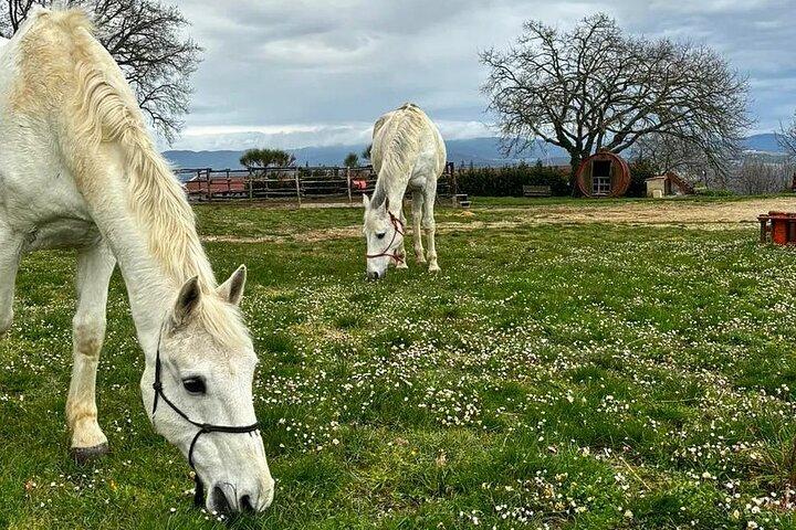 Wine and Horses