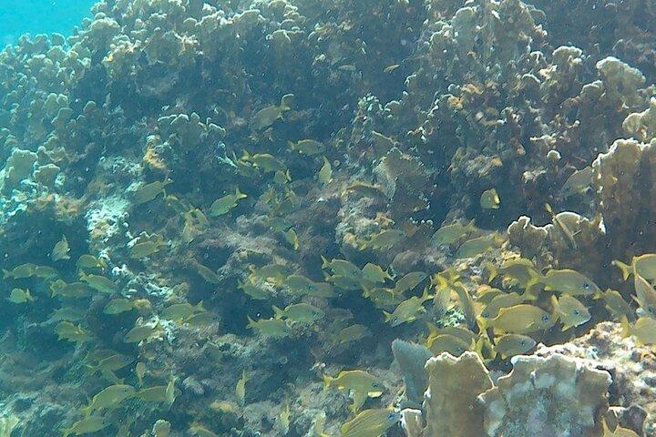 Incredible Negril Guided Snorkeling To Reef, Anchor, and Cannon