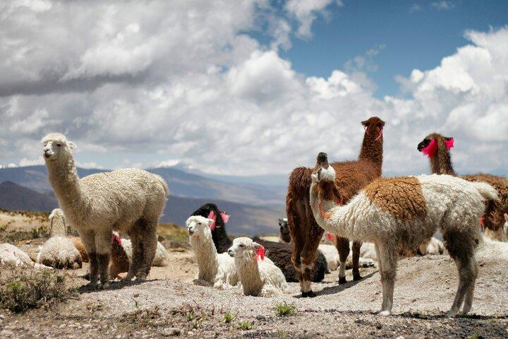 Colca Canyon Full Day Tour From Arequipa
