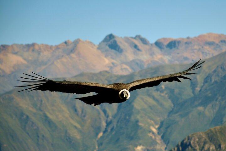Colca Canyon Full Day Tour From Arequipa