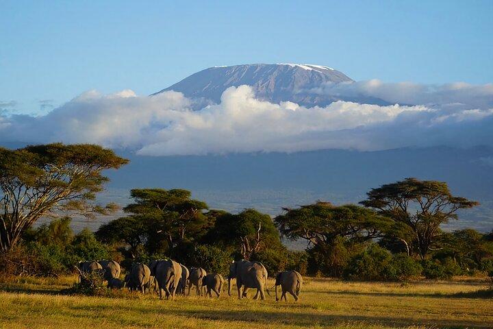 Masai Mara, Lake Nakuru and Amboseli 4WD Safari
