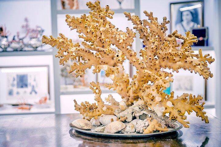 Coral processing experience with visit to the museum