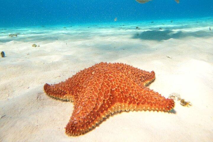El Cielo Cozumel Snorkeling trip by Catamaran