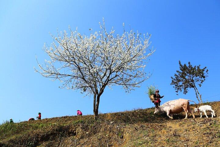 4 Days and 3 Nights Karst Plateau Geopark Tour From Hanoi