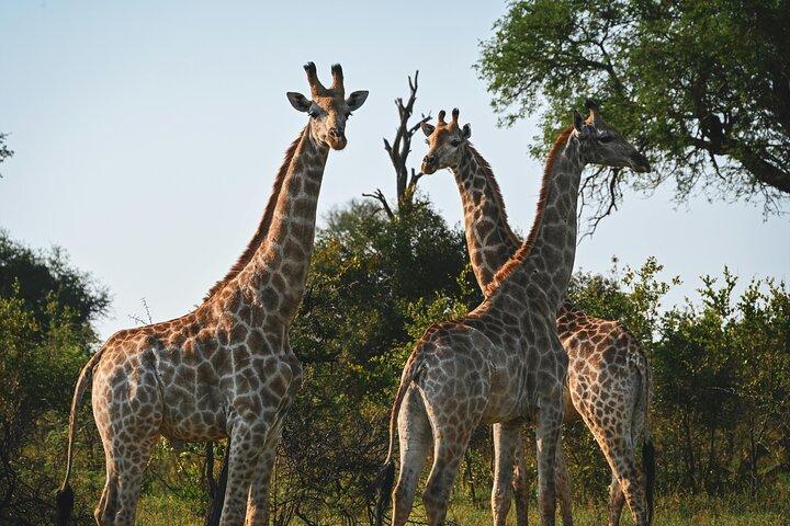 Amazing Safari at Game Reserve in Cape Town - see the Big5