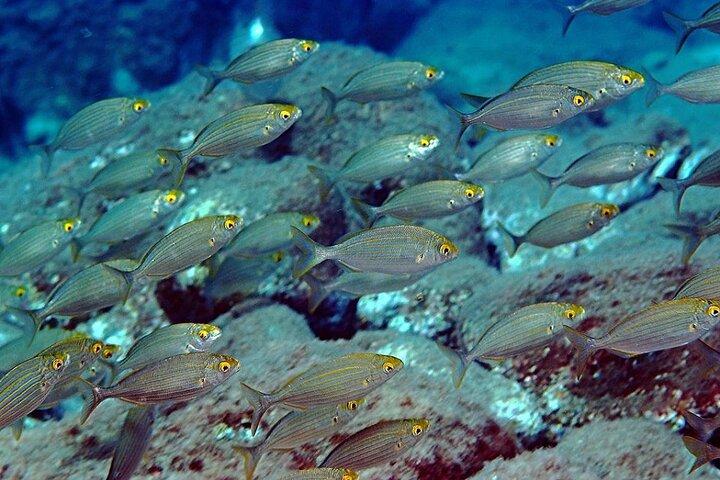 Snorkeling at Isola Bella Marine Park Taormina