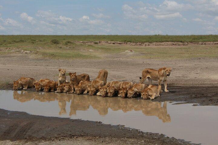 3-Day Tour in Manyara, Ngorongoro, Tarangire with Night Safari