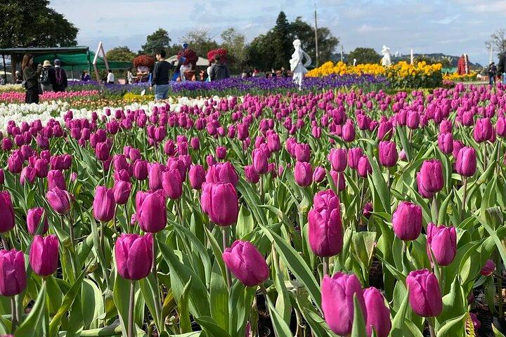 Taichung Landmarks & Gaomei Wetlands Full-Day Tour from Taipei