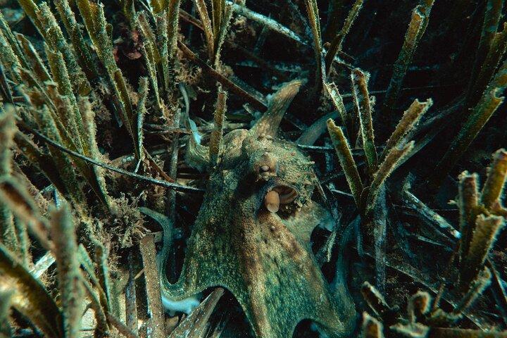 Marine Biology & Snorkelling Experience in the Cinque Terre