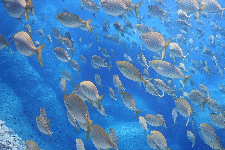 Marine Biology & Snorkelling Experience in the Cinque Terre