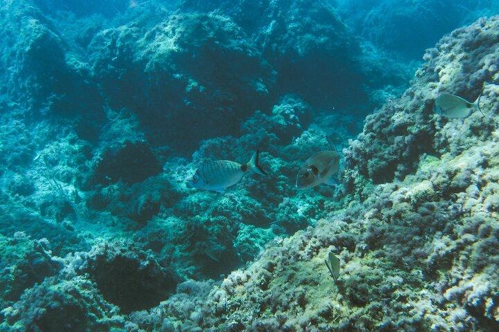 Marine Biology & Snorkelling Experience in the Cinque Terre