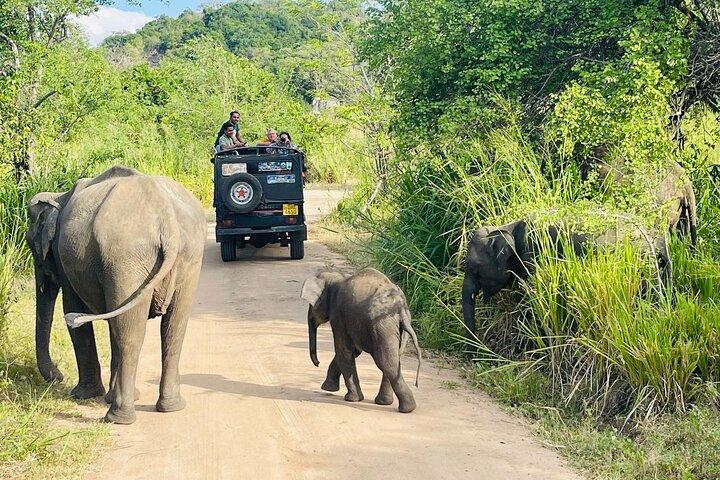 Private Polonnaruwa Ruins & safari Tour from Sigiriya/Dambulla