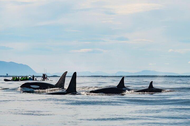 Whale Watching RIB Boat Tour in Skjervoy from Tromso