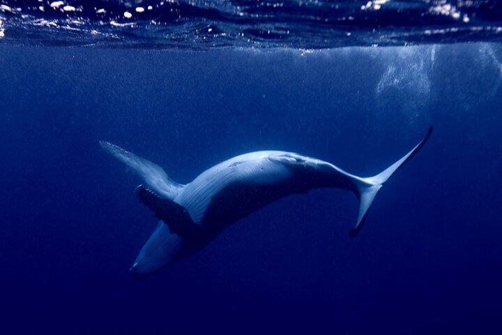 Whale watching and snorkelling in Moorea