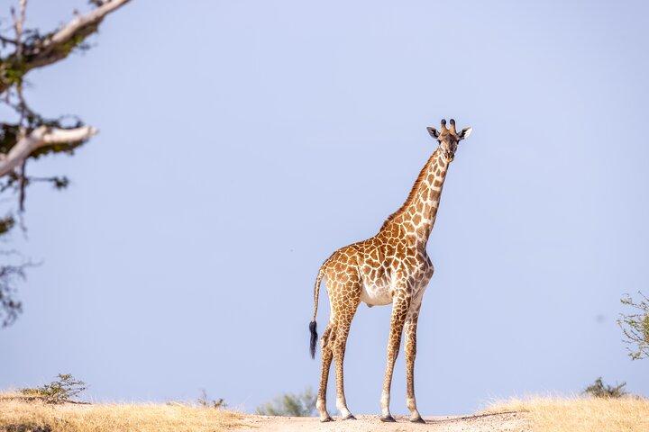 2 Day Selous (Nyerere National Park) Wildlife Encounter Safari