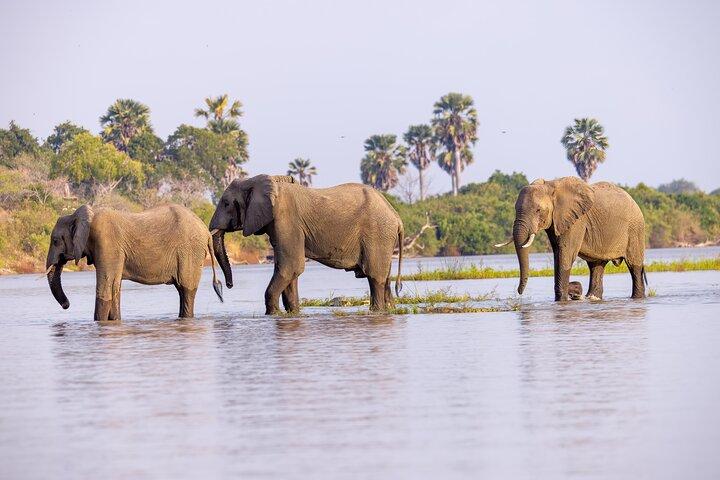 2 Day Selous (Nyerere National Park) Wildlife Encounter Safari
