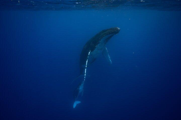 Whale watching and snorkelling in Moorea
