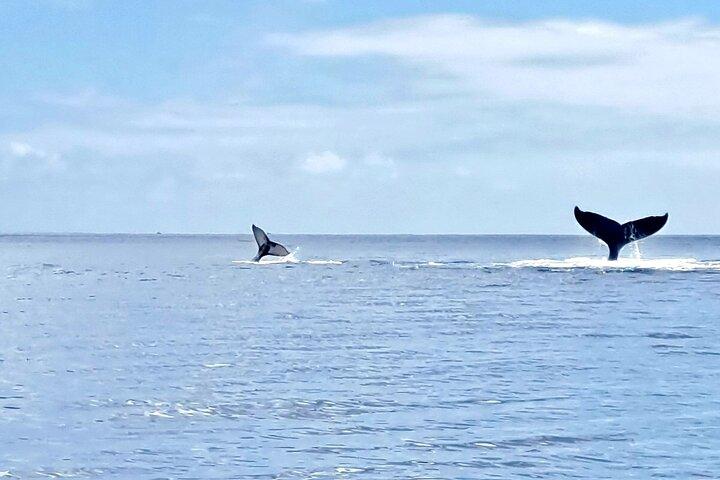 Whale watching and snorkelling in Moorea