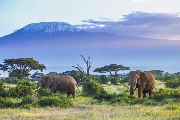 3 Days Amboseli and Tsavo West National Park Safari From Nairobi