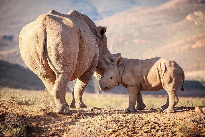 Big Five Safari with Lunch and Wine Tasting Experience