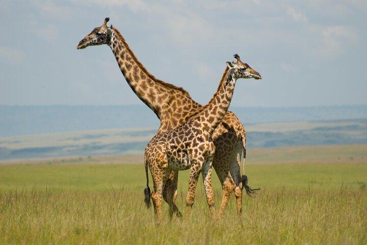 Giraffe Center and Beads Center Guided Tour