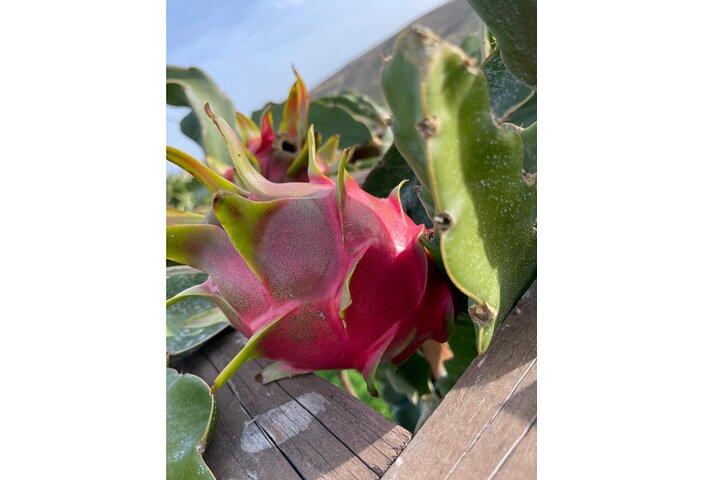 Private Traditional Olive Grove and Dragon Fruit Farm Tour