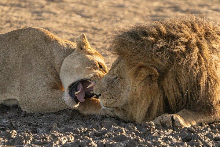 12 Days Big 5 and Wildlife Expedition in Serengeti Photography