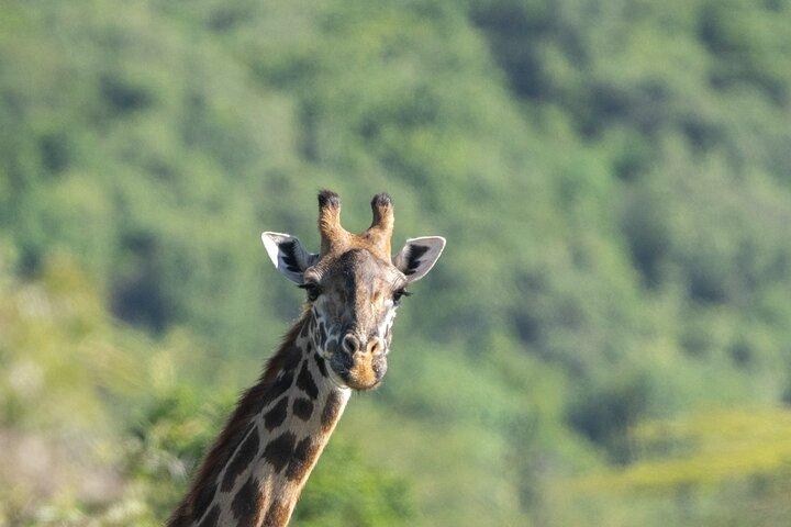 12 Days Big 5 and Wildlife Expedition in Serengeti Photography