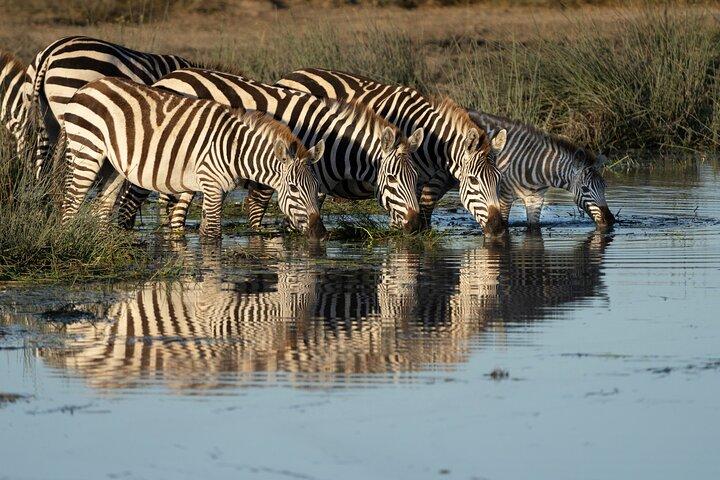12 Days Big 5 and Wildlife Expedition in Serengeti Photography