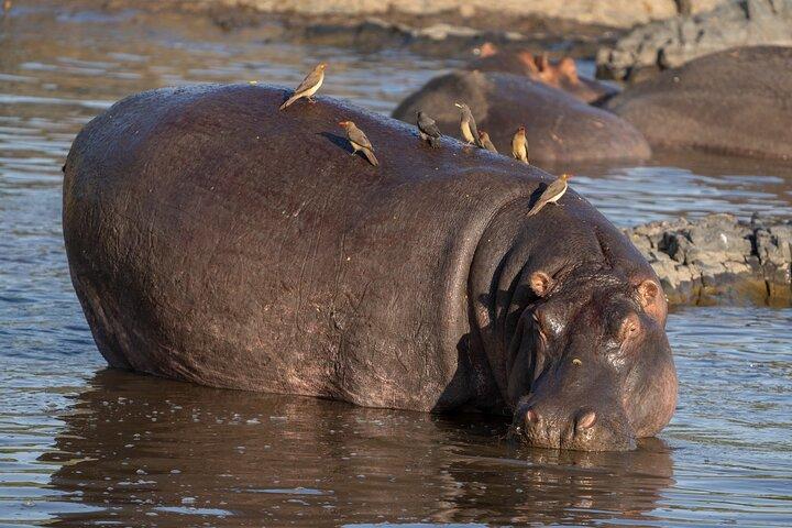 12 Days Big 5 and Wildlife Expedition in Serengeti Photography