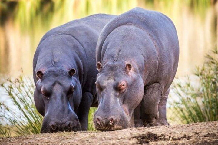 Aquila Big 5 Safari + Lunch Buffet + Pick & Drop from CAPE TOWN