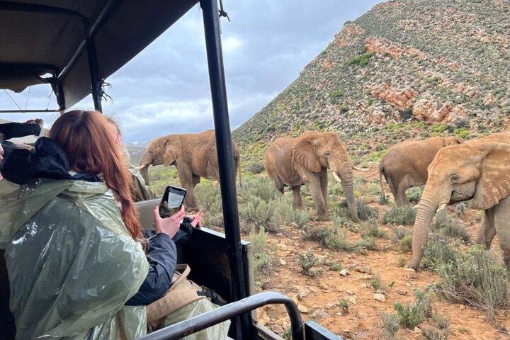Aquila Big 5 Safari + Lunch Buffet + Pick & Drop from CAPE TOWN