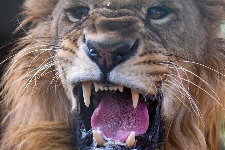 Aquila Big 5 Safari + Lunch Buffet + Pick & Drop from CAPE TOWN