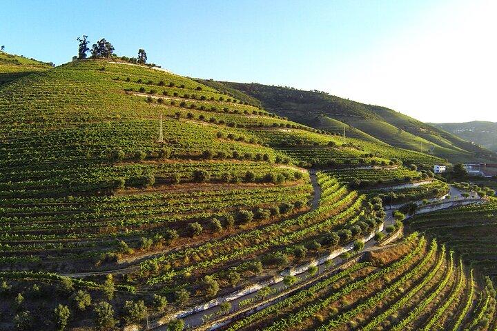 Douro Valley and Wine Day Trip from Porto