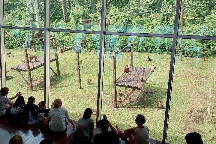 Sepilok Orangutan , SunBear, Proboscis Monkey from Sandakan City