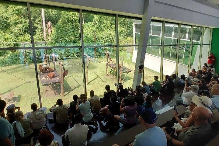 Sepilok Orangutan , SunBear, Proboscis Monkey from Sandakan City