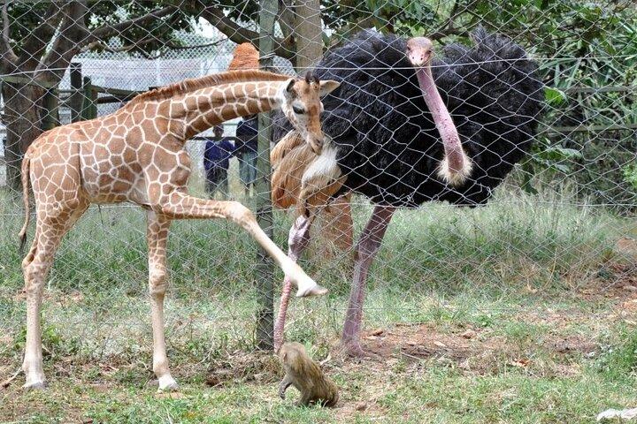 Animal Orphanage Half Day Tour in Nairobi