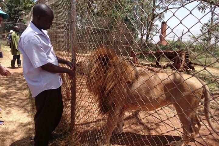 Nairobi Day Tour Animal Orphanage Safari Walk And Bomas of Kenya