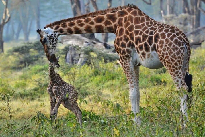 4 Day Masai Mara & Lake Nakuru 4x4 Big 5 private(with options)