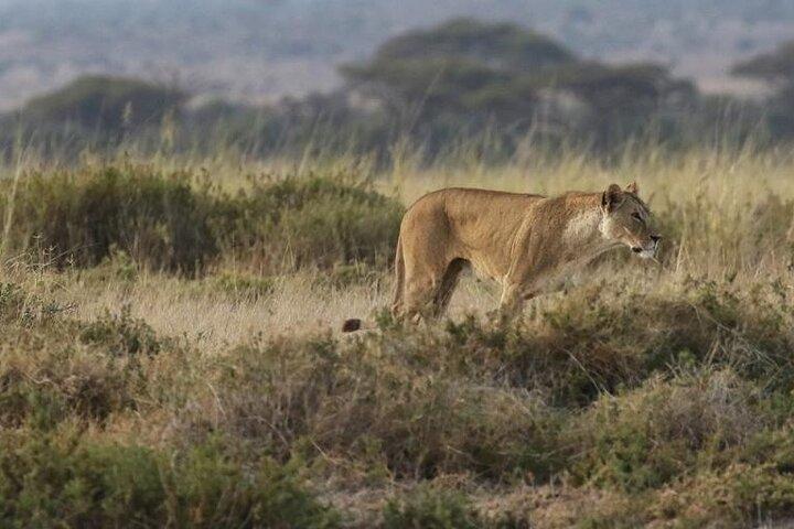 Small Group Tour to Nairobi National Park World Wildlife Capital